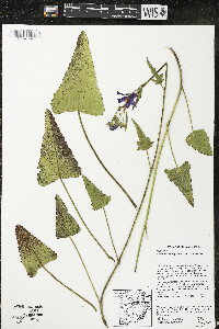 Callirhoe triangulata image