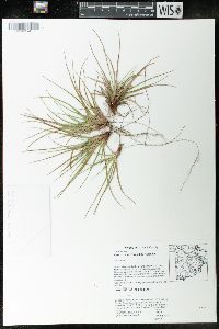 Carex tonsa image