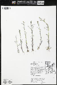 Cardamine parviflora var. arenicola image