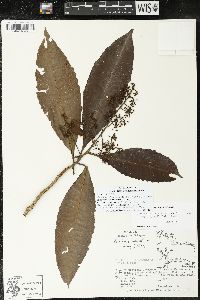 Parathesis donnell-smithii image