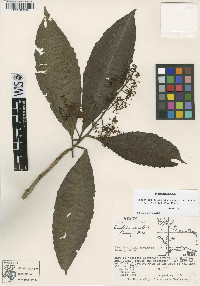 Parathesis donnell-smithii image