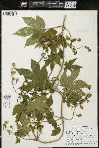 Humulus lupulus var. neomexicanus image