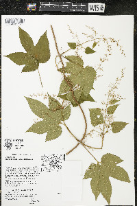 Humulus japonicus image