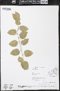 Smilax herbacea image