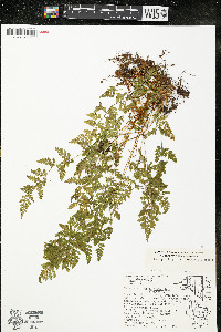 Cystopteris protrusa image