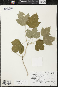 Viburnum trilobum image