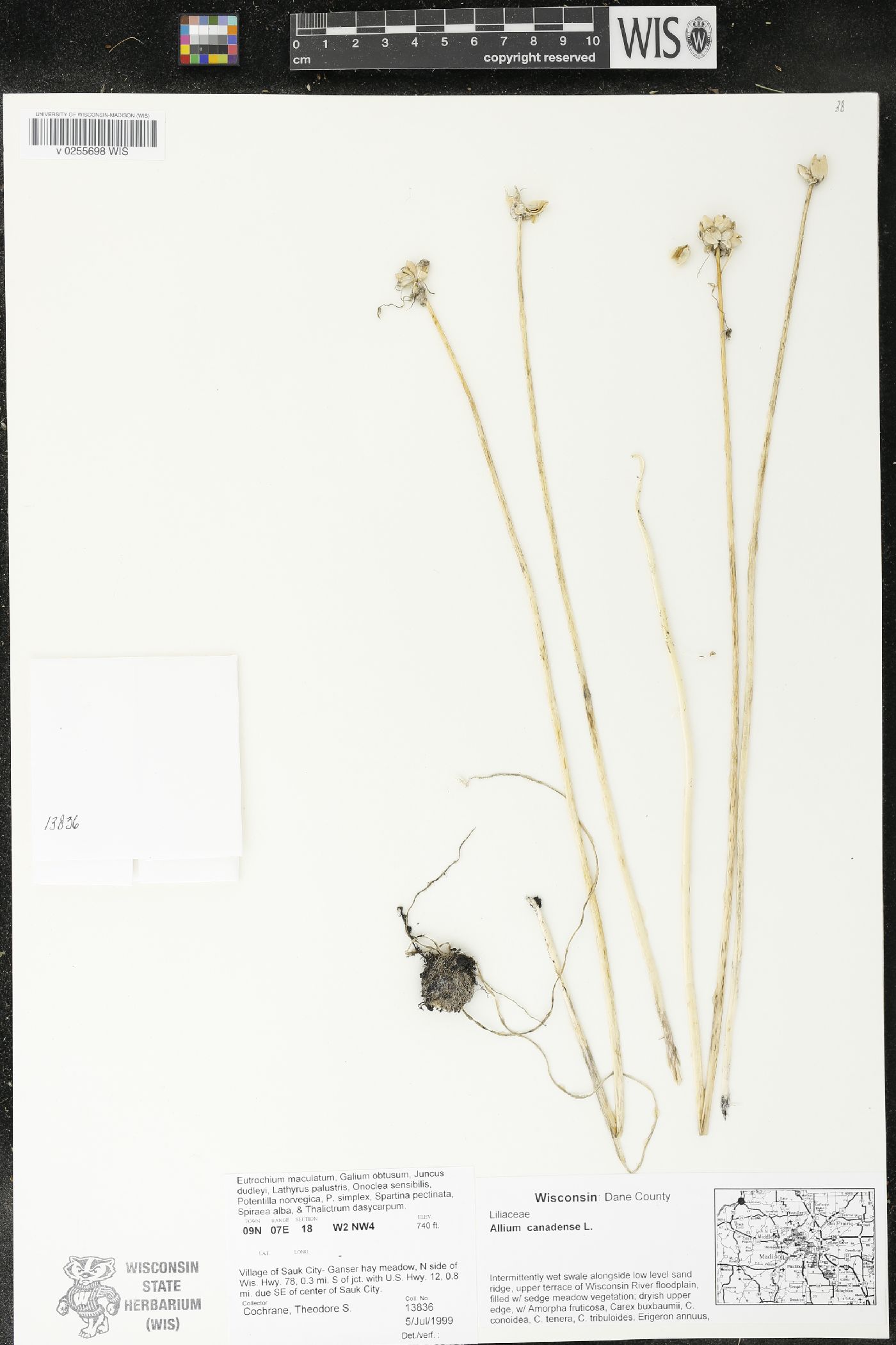 Allium canadense image