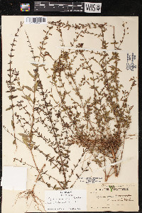 Cuphea gaumeri image
