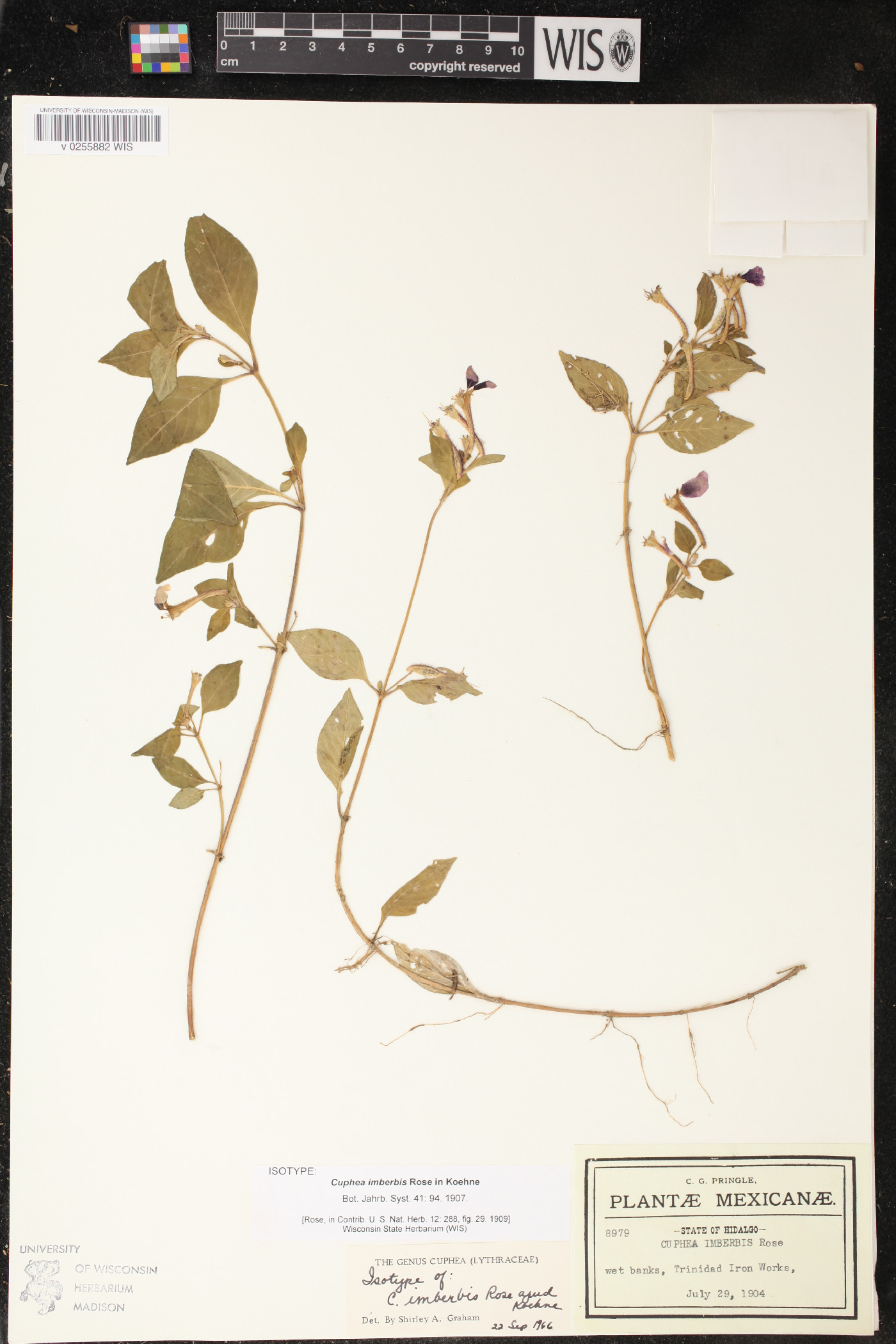Cuphea imberbis image