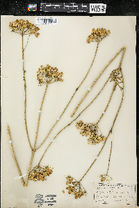Polytaenia nuttallii image