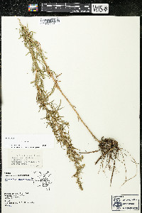 Artemisia dracunculus image