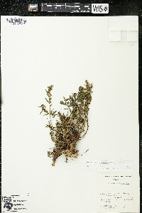 Artemisia dracunculus image