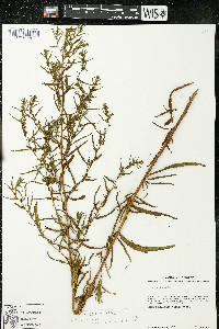 Artemisia dracunculus image