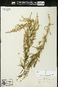 Artemisia dracunculus image