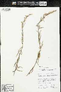 Artemisia dracunculus image