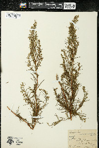 Artemisia dracunculus image