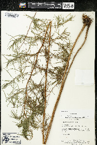 Artemisia dracunculus image