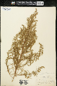 Artemisia dracunculus image