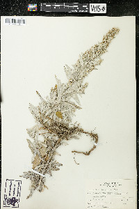 Artemisia glauca image