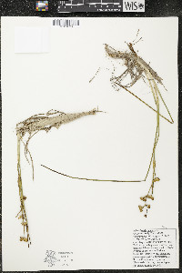 Scheuchzeria palustris image