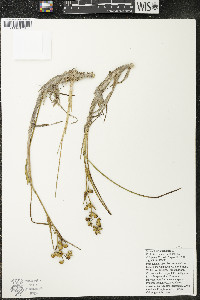 Scheuchzeria palustris image