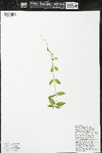 Halenia deflexa subsp. deflexa image