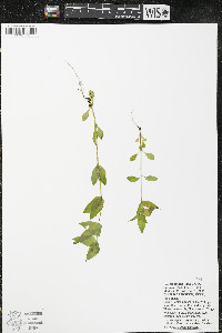 Halenia deflexa subsp. deflexa image
