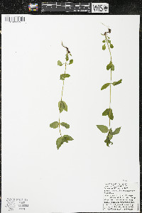 Halenia deflexa subsp. deflexa image