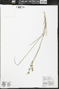 Scheuchzeria palustris image