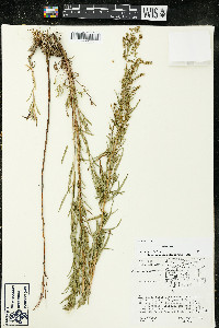 Artemisia dracunculus image