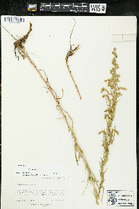 Artemisia dracunculus image