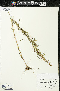 Artemisia dracunculus image