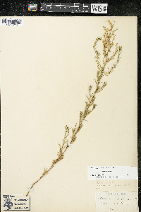 Artemisia dracunculus image