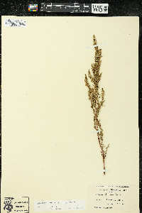 Artemisia dracunculus image