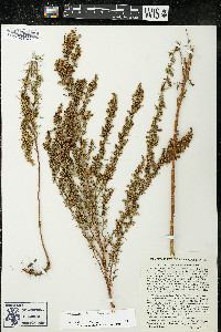 Artemisia dracunculus image