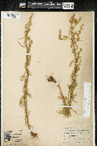 Artemisia dracunculus image