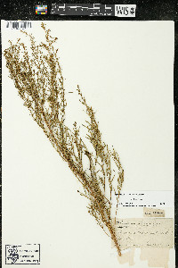 Artemisia dracunculus image