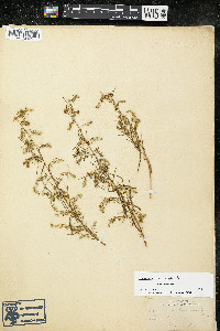 Artemisia dracunculus image