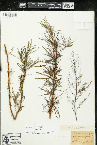 Artemisia dracunculus image