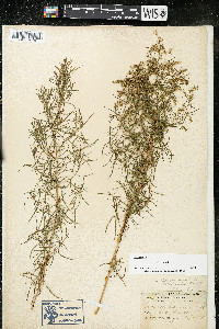 Artemisia dracunculus image