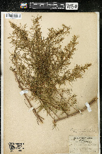 Artemisia dracunculus image