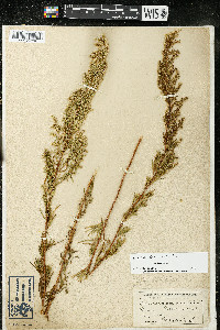 Artemisia dracunculus image