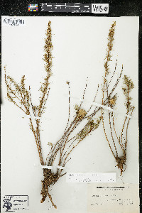 Artemisia dracunculus image