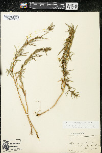 Artemisia dracunculus image