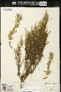 Artemisia dracunculus image