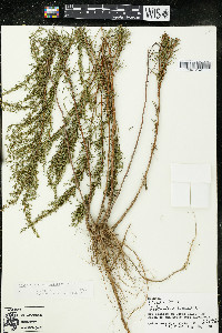 Artemisia dracunculus image