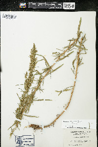 Artemisia dracunculus image