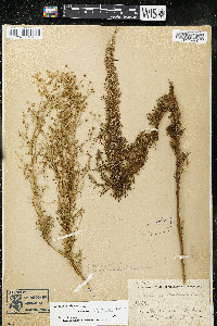 Artemisia dracunculus image