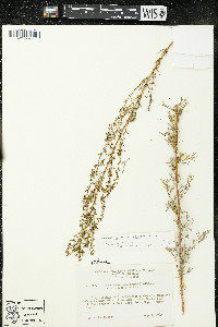 Artemisia dracunculus image