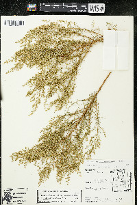 Artemisia dracunculus image